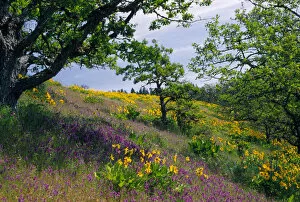Images Dated 24th May 2005: NA, USA, Oregon. Hillside of arrowleaf balsamroot and purple vetch
