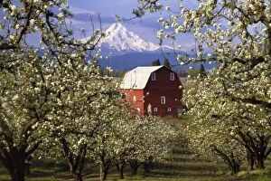 N.A. USA, Oregon, Hood River County. Red barn in pear orchard in spring with Mt