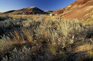Images Dated 14th April 2004: N.A. USA, Oregon. John Day Fossil Bed National Monument. Painted hills