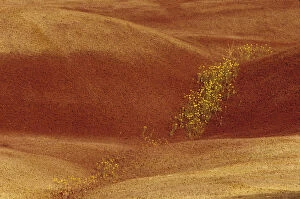 Images Dated 31st March 2004: N.A. USA, Oregon, John Day Fossil Beds National Monument. Painted Hills with Chenactis