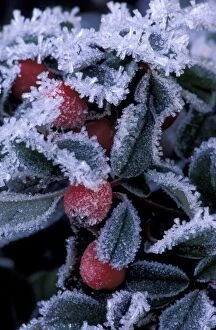 Images Dated 23rd February 2004: N.A. USA, Oregon Leaves and berries encased in ice