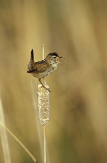 Images Dated 14th April 2004: NA, USA, Oregon, Malheur NWR Marsh wren (Cistothorus palustris)