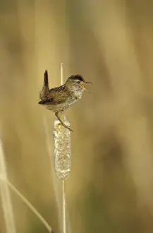 Cattail Prints: NA, USA, Oregon, Malheur NWR Marsh wren (Cistothorus palustris)