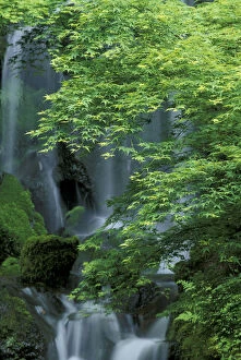 Images Dated 16th March 2004: N.A. USA, Oregon, Portland, Japanese Garden Waterfall