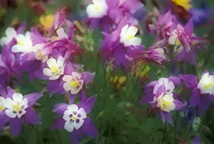 Photographic Style Prints: NA, USA, Oregon, Salem Columbine in- and out-of-focus in a garden