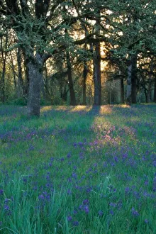 Camas Prints: NA, USA, Oregon, Salem. Field of camas and oak trees