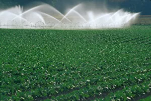 Images Dated 24th May 2005: NA, USA, Oregon. Sprinkler system in crop