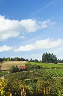 Willamette Valley Prints: NA; USA; Oregon; Willamette Valley; Dundee; Red Hills; Domaine Drouhin Vineyard