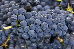 NA; USA; Oregon; Willamette Valley; Pinot Noir Grapes