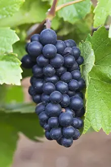 NA; USA; Oregon; Willamette Valley; Pinot Noir Grapes (selective focus)