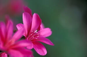 NA, USA, SE Washington garden, Lewisia Cotyledon Hybrid, bright pink flower
