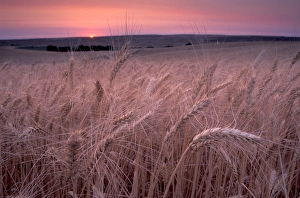 Images Dated 5th January 2005: NA, USA, SE Washington, Walla Walla Valley, wheatfield