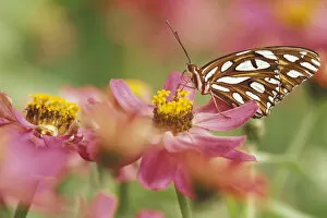 NA, USA, Seattle, Woodland Park Zoo Gulf fritillary butterfly on zinnia