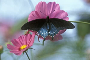 NA, USA, Seattle, Woodland Park Zoo Spicebush swallowtail on cosmos