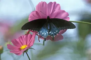 Cosmos Prints: NA, USA, Seattle, Woodland Park Zoo Spicebush swallowtail on cosmos