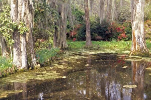 Images Dated 5th April 2004: N.A. USA, South Carolina, Charleston. Magnolia Plantation & Gardens. Lake & cypress