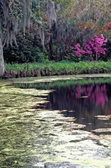 Images Dated 5th April 2004: N.A. USA, South Carolina, Charleston. Magnolia Plantation & Gardens. Lake, cypress