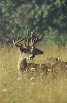N.A. USA, Tennesee, Great Smoky Mountains NP, Cades Cove White-tailed bucks