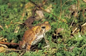 NA, USA, Tennesee, Smoky Mountain NP American toad (Bufo americanus) on moss