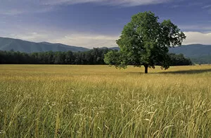 Images Dated 8th June 2004: NA, USA, Tennessee, Great Smoky Mountains NP Single tree in grassy field, Cades Cove