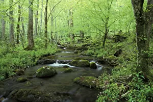 Images Dated 4th November 2004: NA, USA, Tennessee, Great Smoky Mountains NP Small stream