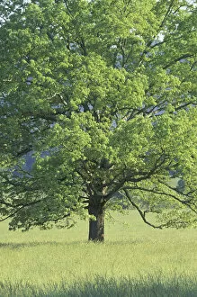Images Dated 8th June 2004: NA, USA, Tennessee, Great Smoky Mountains NP Bur Oak (Quercus macrocarpa) in grassy