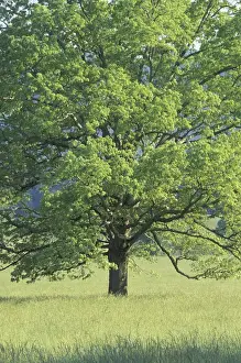Oak Tree Prints: NA, USA, Tennessee, Great Smoky Mountains NP Bur Oak (Quercus macrocarpa) in grassy