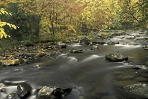 Falling Prints: NA, USA, Tennessee, Great Smoky Mountains NP Fall colors along Little Pigeon River