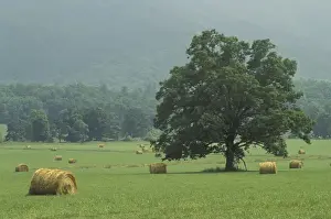 Oak Tree Prints: NA, USA, Tennessee, Great Smoky Mountains NP Hay bale and single tree, Cades Cove