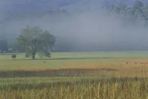 Images Dated 8th June 2004: NA, USA, Tennessee, Great Smoky Mountains NP Morning mist, Cades Cove
