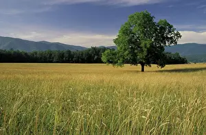 Images Dated 8th June 2004: NA, USA, Tennessee, Great Smoky Mountains NP Single tree in grassy field, Cades Cove