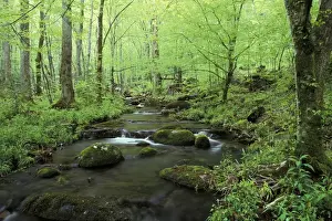 NA, USA, Tennessee, Great Smoky Mountains NP Small stream