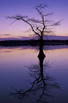 NA, USA, Tennessee, Reelfoot Lake NWR Bladcypress tree silhouetted at sunset
