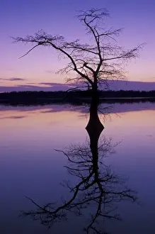 Mirror Image Prints: NA, USA, Tennessee, Reelfoot Lake NWR Bladcypress tree silhouetted at sunset