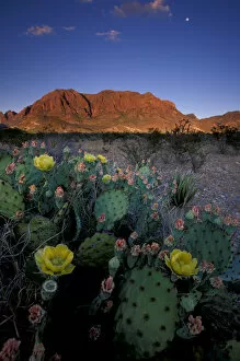 Images Dated 11th February 2005: NA, USA, Texas, Big Bend NP Cacti