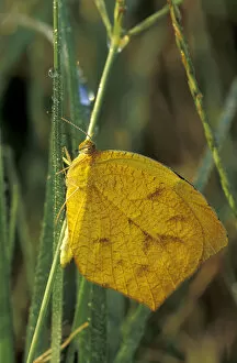 NA, USA, Texas, Brooks County Tailed orange butterfly (Eurema proterpia) on a