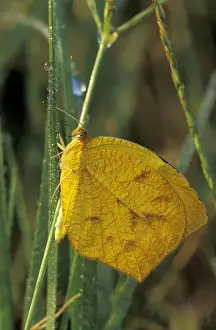 Cling Prints: NA, USA, Texas, Brooks County Tailed orange butterfly (Eurema proterpia) on a