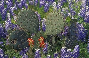 N.A. USA, Texas, Cactus surrounded by Bluebonnets