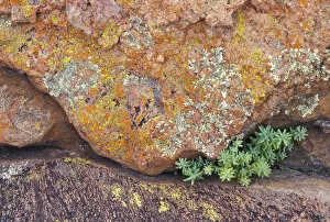 NA, USA, Texas, Hill Country Lichen-covered rock
