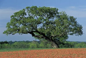 NA, USA, Texas Hill Country. Live oak tree among Texas Paintbrush