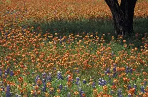 Paint Brush Prints: NA, USA, Texas, Hill Country, Paint brush and tree trunk