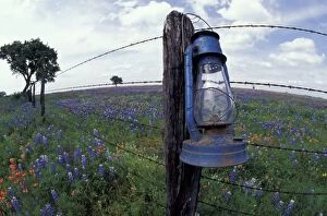 N.A. USA, Texas, Llano, Blue Lantern, Oak tree and Wildflowers