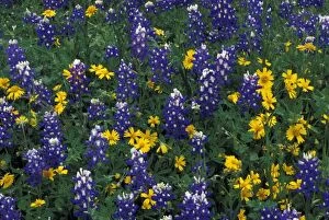N.A, USA, Texas, Marble Falls, Blue Bonnets and Coreopis