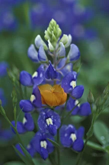 N.A. USA, Texas, Moore Yellow Flax and Bluebonnets