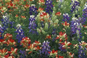 Paint Brush Prints: NA, USA, Texas, near Marble Falls, Paint brush and blue bonnets