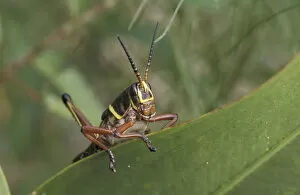 NA, USA, Texas, Rio Grande valley Rainbow grasshopper (Dactylotum bicolor)