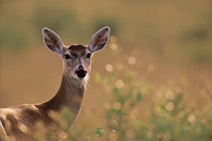 N.A. USA, Texas White-tailed Deer - Odocoileus virginianus