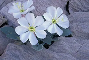 Evening Primrose Prints: NA, USA, Utah, Arches NP, Evening primrose