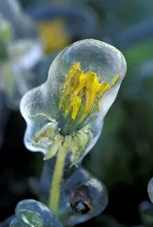 Images Dated 4th November 2004: NA, USA, Utah, Lyman Ice-encased dandelion