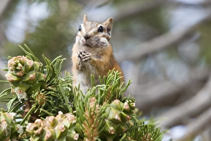 Forage Prints: NA, USA, Utah, Moab, Deadhorse SP. Hopi Chipmunk fills cheeks with pinenuts